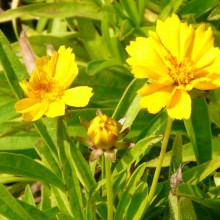 Coreopsis lanceolata 'Goldteppich'