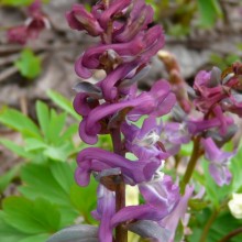 Corydalis cava