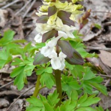 Corydalis cava