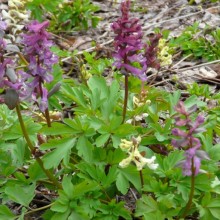 Corydalis cava