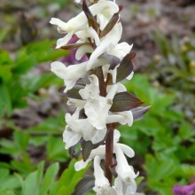 Corydalis cava