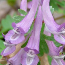 Corydalis solida