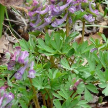 Corydalis solida