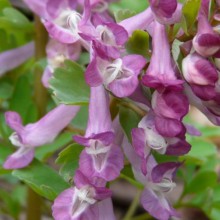 Corydalis solida