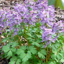 Corydalis solida