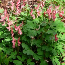 Corydalis solida 'George Baker'