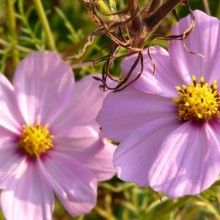 Cosmos bipinnatus