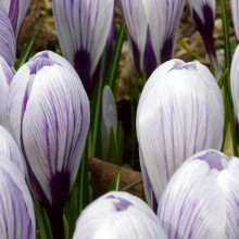 Crocus