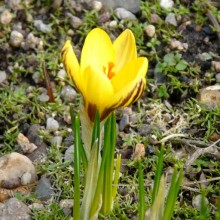 Crocus chrysanthus 'Gipsy Girl'