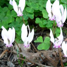 Cyclamen
