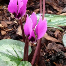 Cyclamen pseud-ibericum