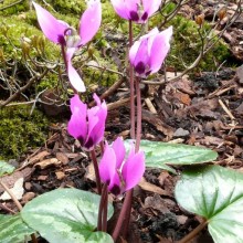 Cyclamen pseud-ibericum