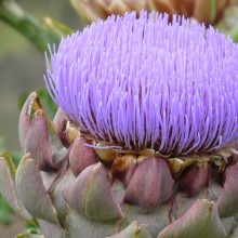 Cynara scolymus