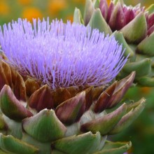 Cynara scolymus