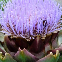 Cynara scolymus