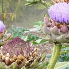 Cynara scolymus