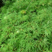 Acer palmatum 'Dissectum'