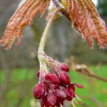 Acer japonicum 'Vitifolium'