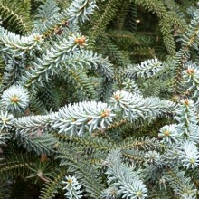 Abies pinsapo