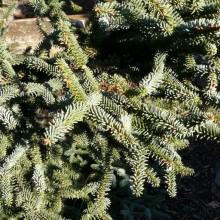 Abies pinsapo