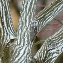 Acer laxiflorum