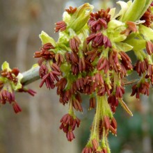 Acer negundo | květenství