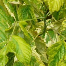Acer negundo 'Argenteonotatum'