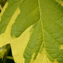 Acer negundo Elegans