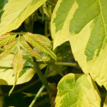 Acer negundo 'Elegans'