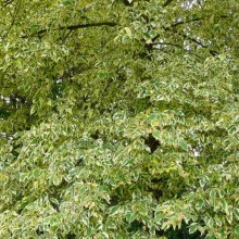 Acer negundo 'Elegans'