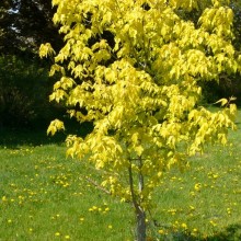 Acer negundo 'Kelly's Gold'