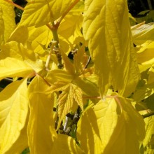 Acer negundo 'Kelly's Gold'
