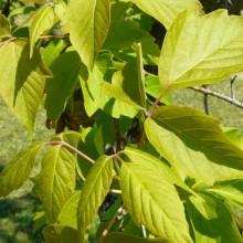 Acer negundo violaceum