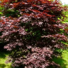 Acer palmatum 'Bloodgood'