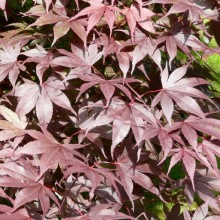 Acer palmatum 'Bloodgood'