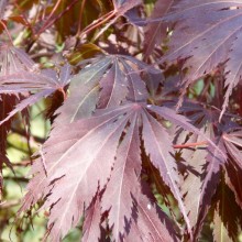 Acer palmatum 'Burgundy Lace'