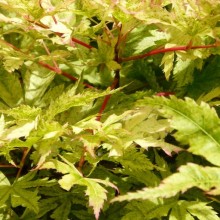 Acer palmatum 'Coral Pink'