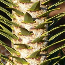 Araucaria araucana