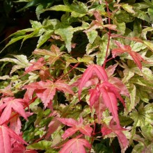 Acer palmatum 'Corallinum'