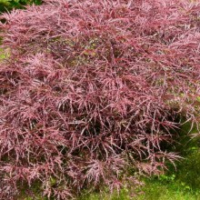 Acer palmatum 'Dissectum Nigrum'