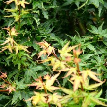 Acer palmatum 'Kotohime'