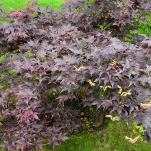 Acer palmatum 'Nigrum'