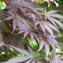 Acer palmatum 'Oshu shidare'