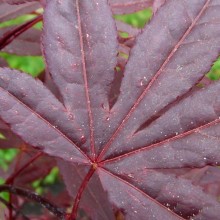 Acer palmatum 'Yezo nishiki'