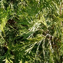 Calocedrus decurrens