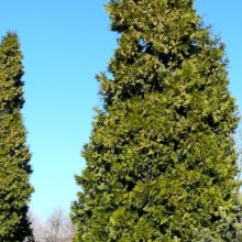Calocedrus decurrens