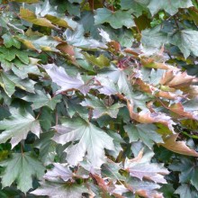 Acer platanoides 'Crimson King'