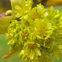 Acer platanoides 'Nanum Pyramidale'