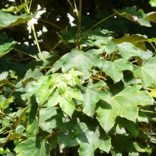 Acer pseudoplatanus
