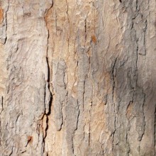 Acer pseudoplatanus | borka